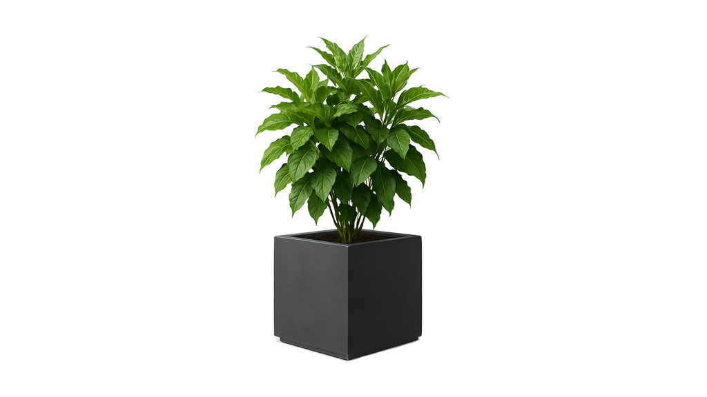Revox Botanic 70 Indoor