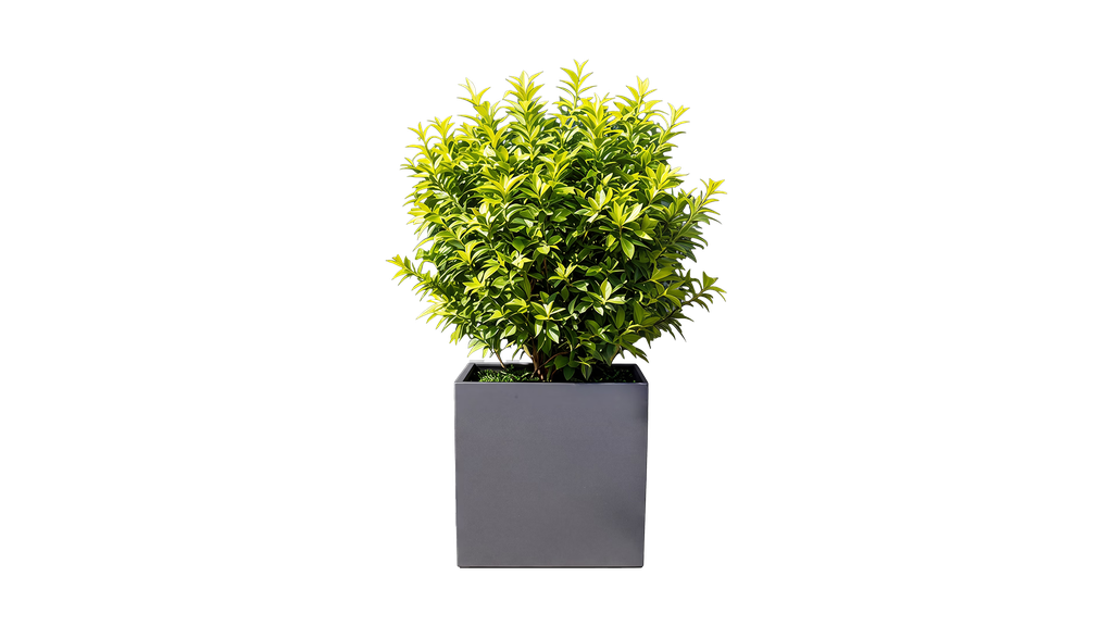 Revox Botanic 50 Outdoor